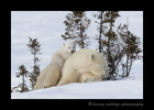 Baby polar bear resting on mom in Wapusk National Park. 