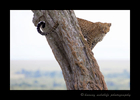 Picture of a leopard named Bahati posing in an acacia tree. Image taken in the Masai Mara National Park in Kenya. Photo by Greg of Harvey Wildlife Photography.
