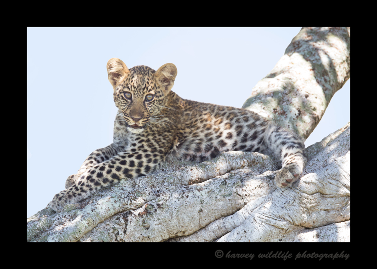 Picture of Bahati's cute leopard cub in the Talek area of Kenya's Masai Mara National Reserve.