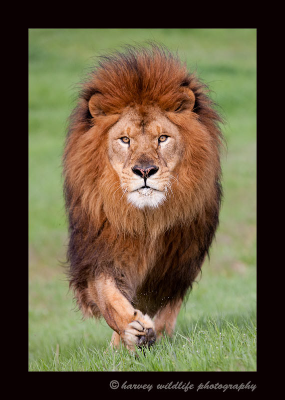 Moufassa is a captive Barbary lion living in Montana.