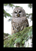 Captive barred owl. This owl's name is Colonel. She is blind in one eye so can't be released back into the wild.