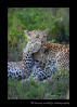 Picture of a female leopard grooming her son in South Africa.