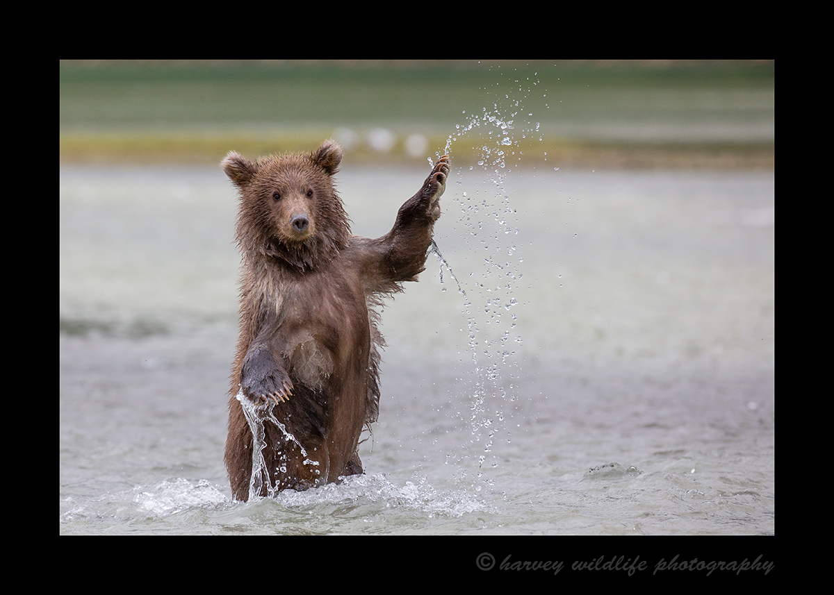 Bear-cub-stand-and-splash