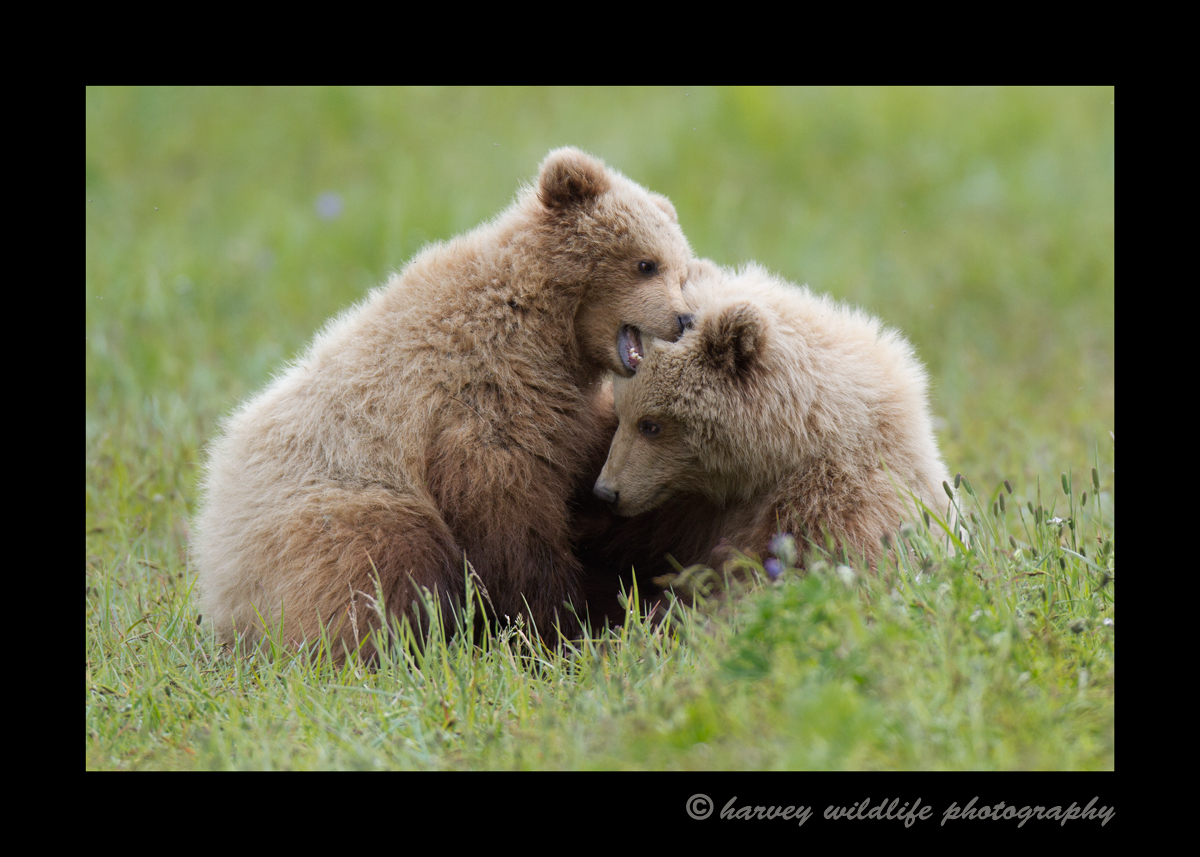 Bear_Cubs_Fighting_in_Alaska