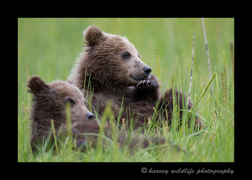 These spring brown bear cubs are wild brown bears living in Alaska.