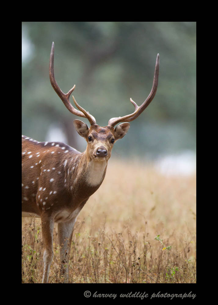 Big-Male-Spotted-Deer