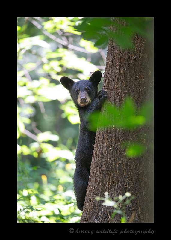 Black Bear Climbing Tree