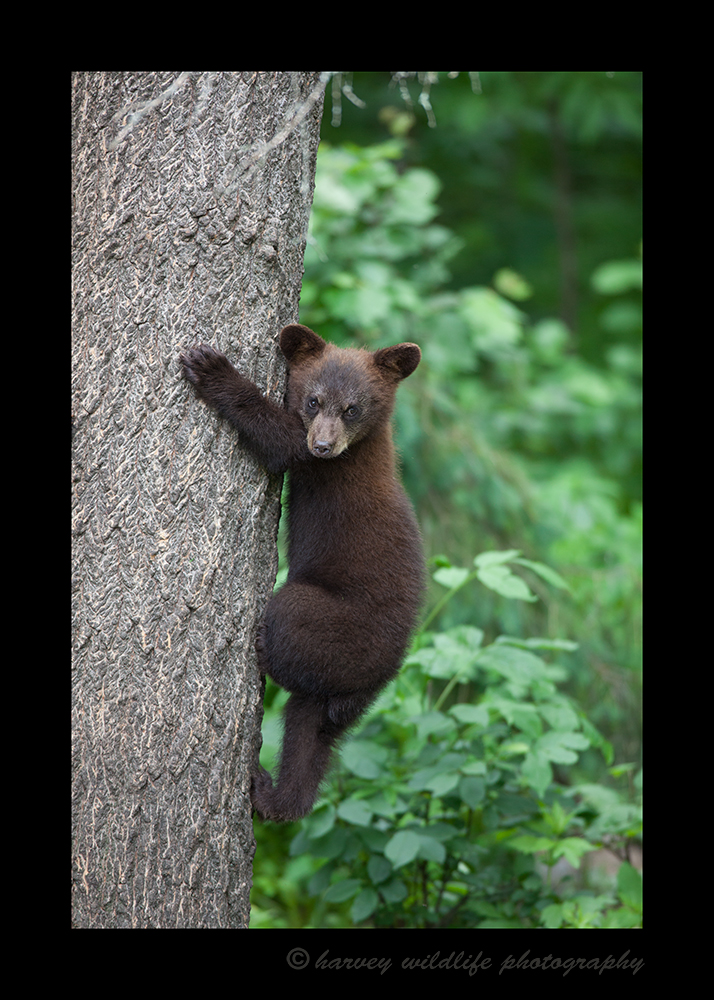 Black Bear Cub Climbing Tree