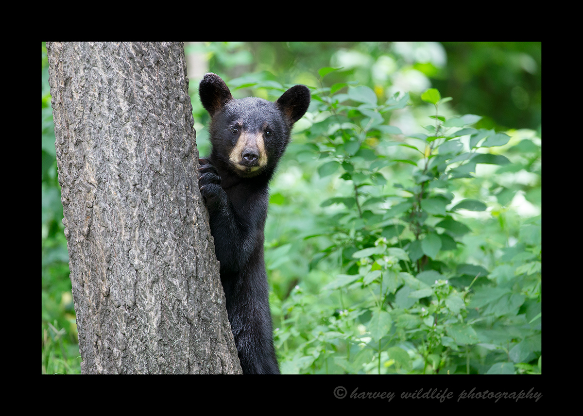 Black Bear Cub Standing, 2018