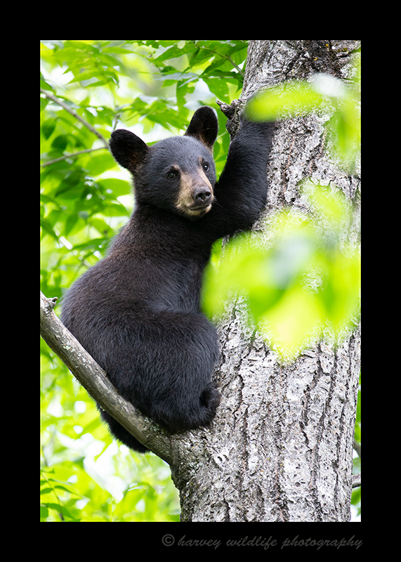 Black-Bear-Cub-in-Tree