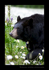 Black Bear in Grass and Daisies