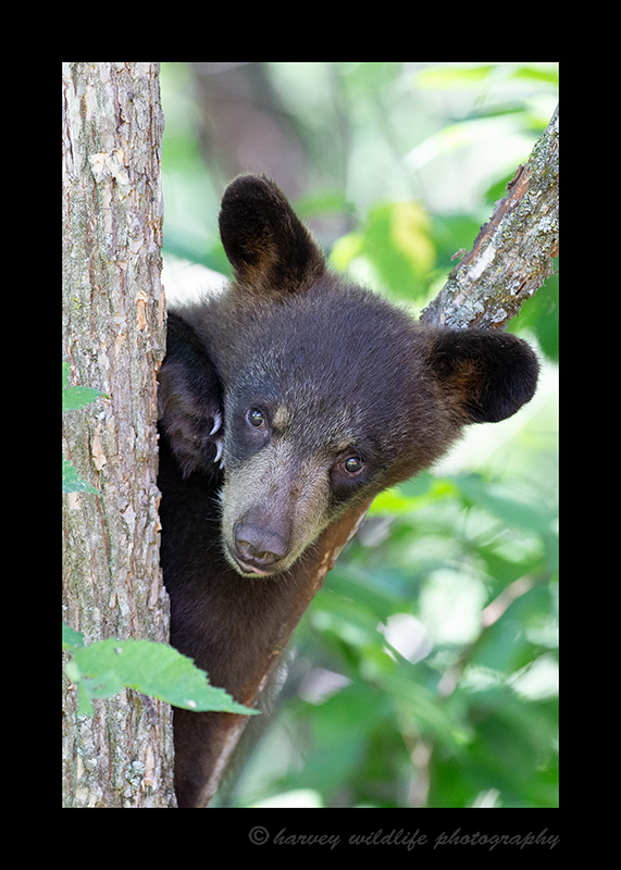 Black bear cub peeking around a tree