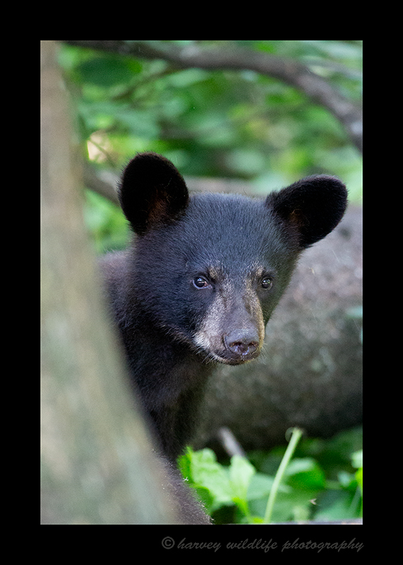 Black Bear Spring Cub