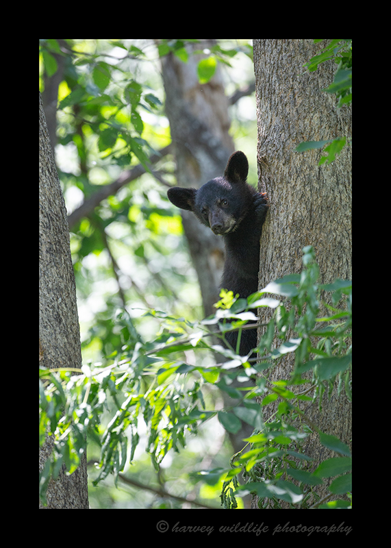 Black Bear Spring Cub Peeking between Trees