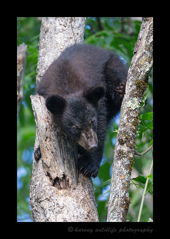 Black Bear Cub Awkward Pose