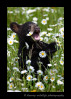 Black-Bear-cub-eatng-daisies