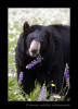 Black-Bear-mom-and-flowers