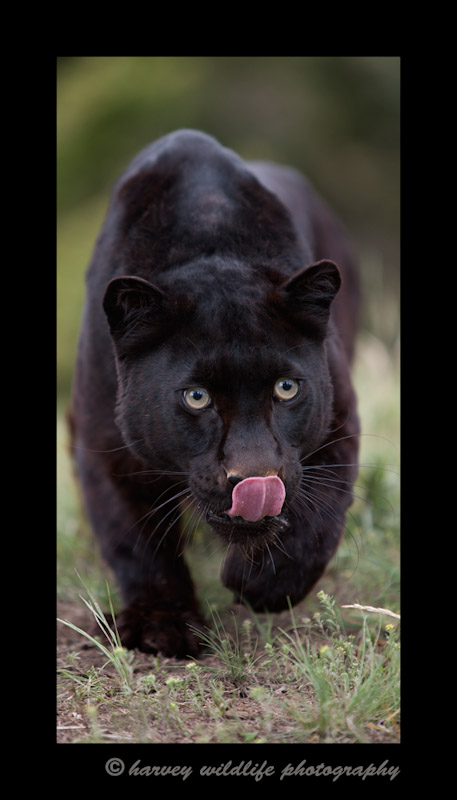This black leopard is a captive cat in Montana.