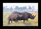 Black-Rhino-Mom-and-Calf