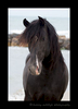 Picture of a black stallion on a beach in the Camargue area of Southern France.