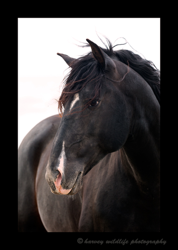 Picture of a black stallion portrait. Photo taken by Greg of Harvey Wildlife Photography. Image taken in the South of France.