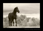 Picture of a black stallion on a sand dune in the Camargue region of Southern France. 