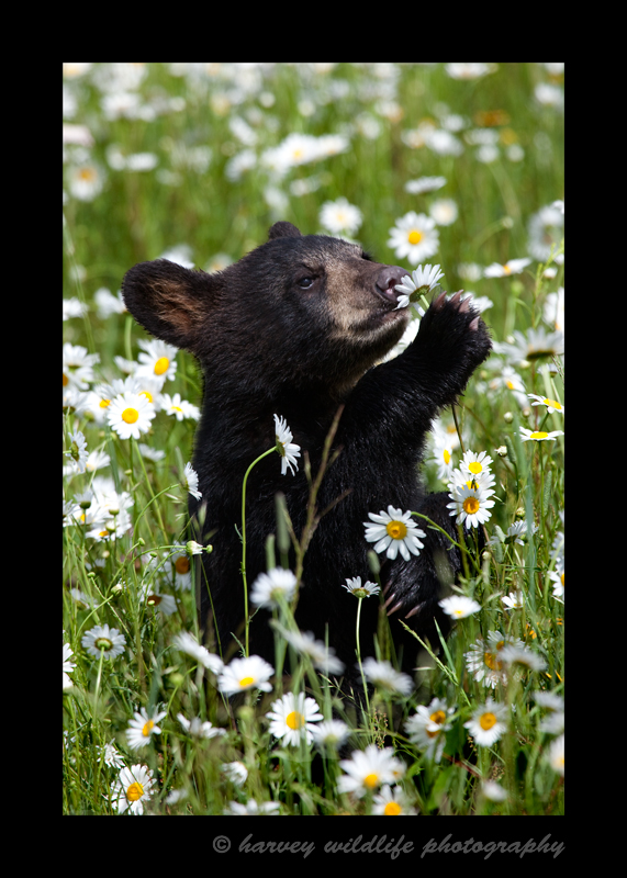 Black bear cub smelling daisies