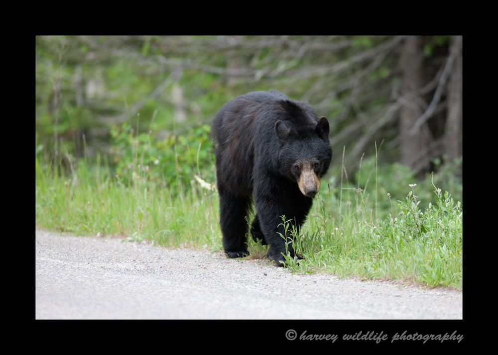 Black-bear-mom3S2Y5255