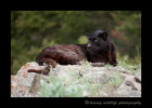 This male black leopard is a captive cat in Montana.