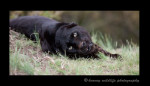 This is a captive black leopard living in Montana.