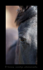 Picture of a black horse\'s eye in Ponoka, Alberta, 2015. Photograph by Harvey Wildlife Photography.