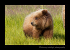 This blonde brown bear cub was in a field in Alaska.