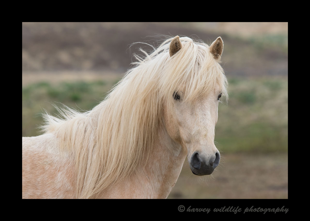 Photograph of a blonde Icelandic pony.