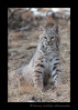 This bobcat is a wildlife model.