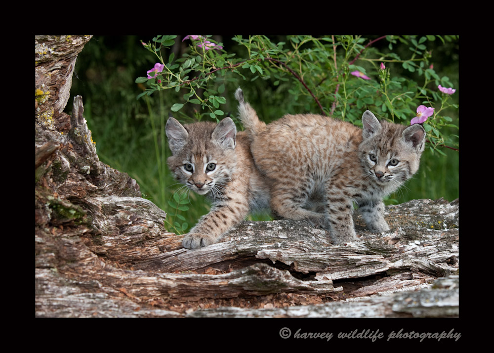 These bobcat kittens are wildlife models.