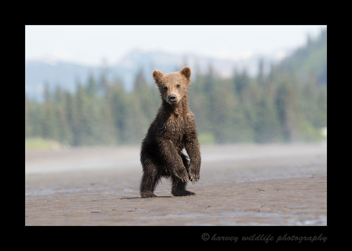 Brown Bear Cub on Alert