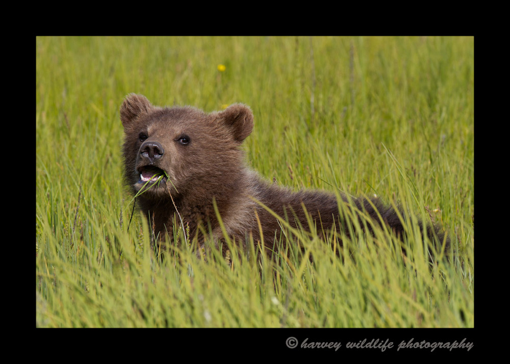 Brown Bear cub eating grass