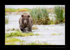 Brown Bear Cub, Geographic Bay
