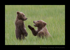 Brown Bear Cubs Playing