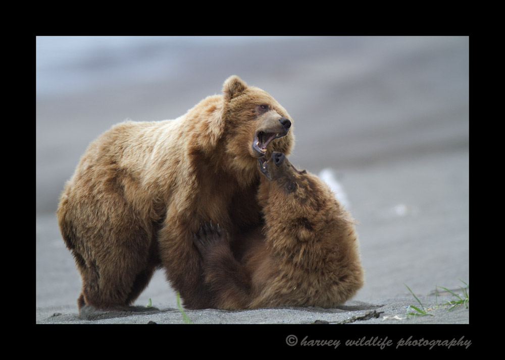 Brown-Bear-Fight