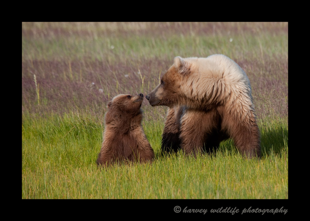 Brown Bear and Spring Cub