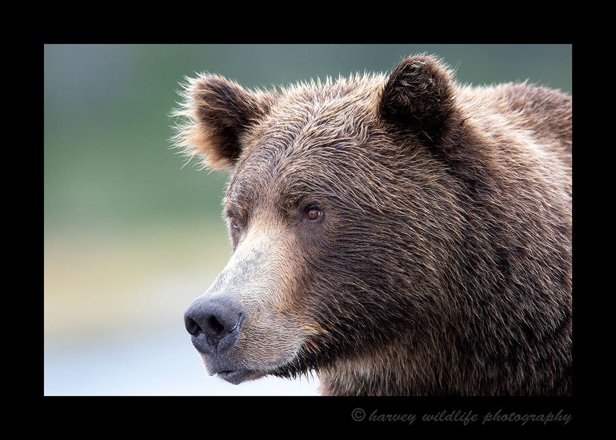 Brown Bear Portrait, Katmai, Alaska