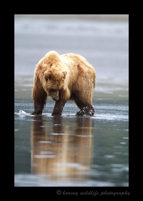 Brown-Bear-Reflection