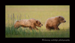 Brown bear cubs playing just like dogs.