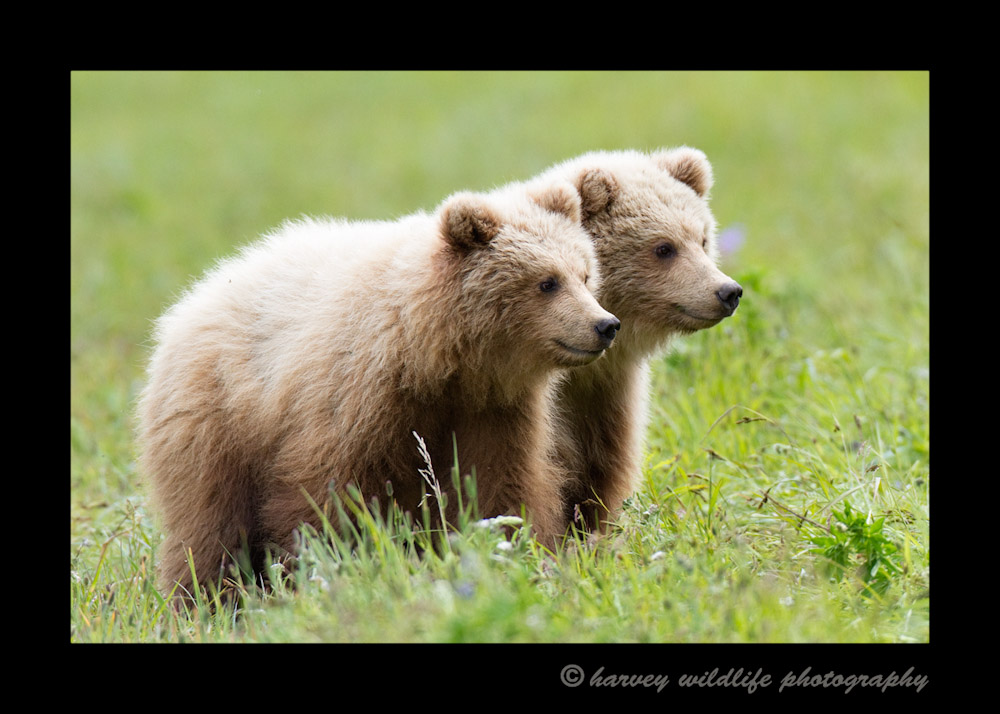 Brown Bear Twins II