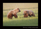 It is interesting how similar animals are. These two brown bear cubs were running around, chasing after one another just like dogs play.