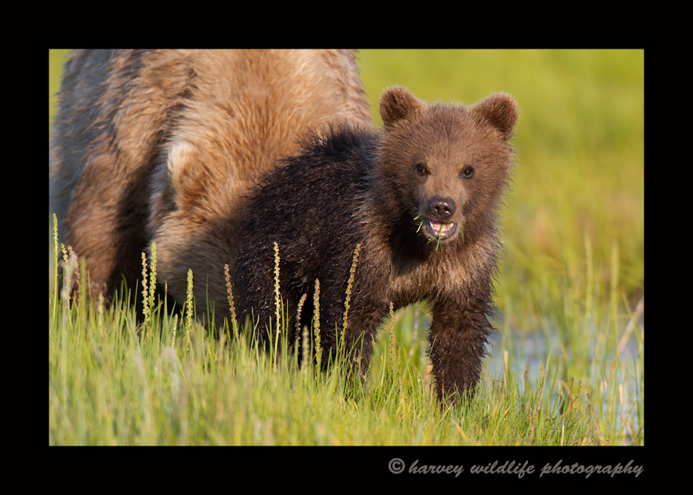  Brown Bear Mom and Cub II