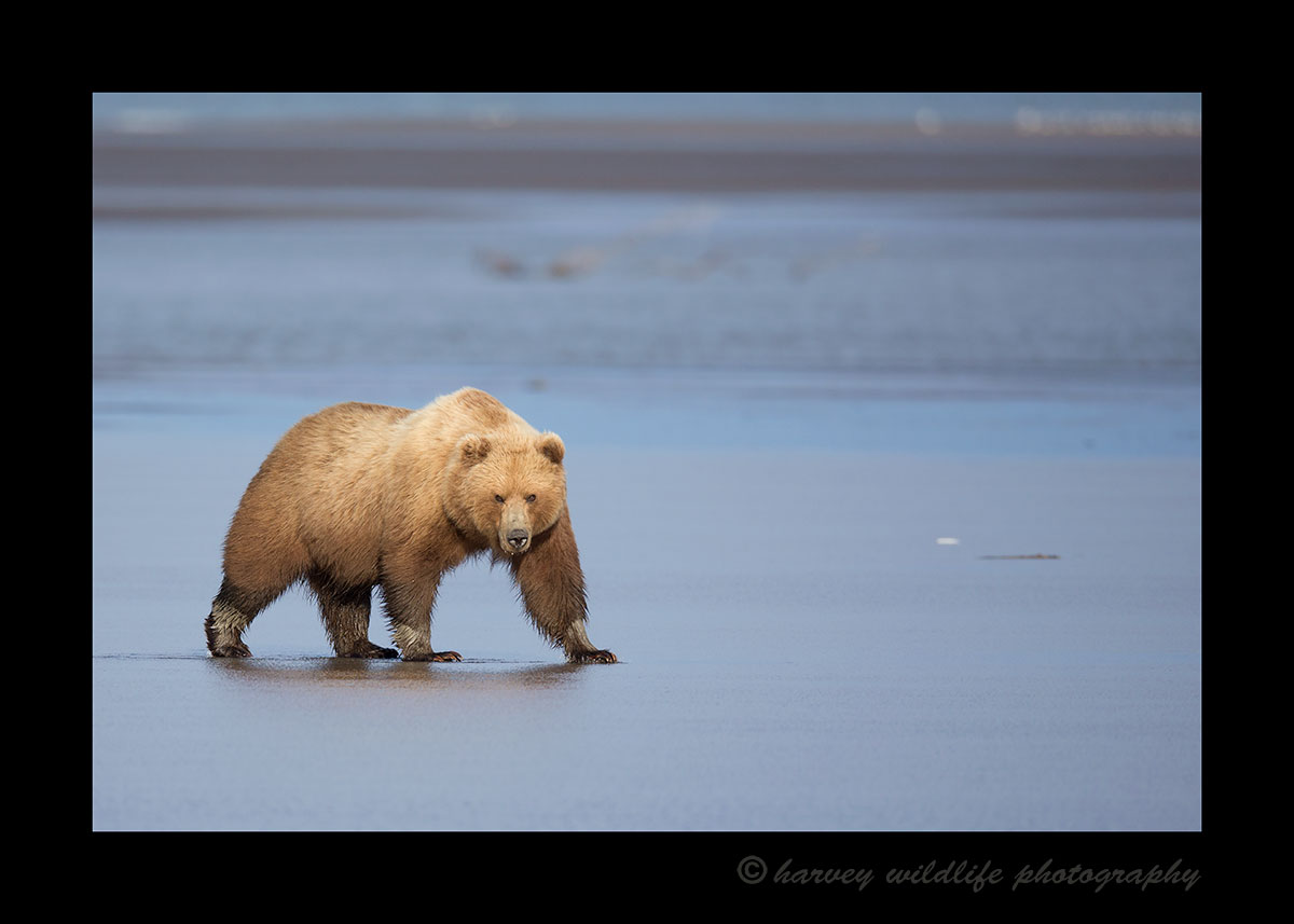 Brown Bear on Ocean Flats