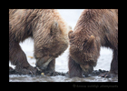 Brown Bear Clamming Session