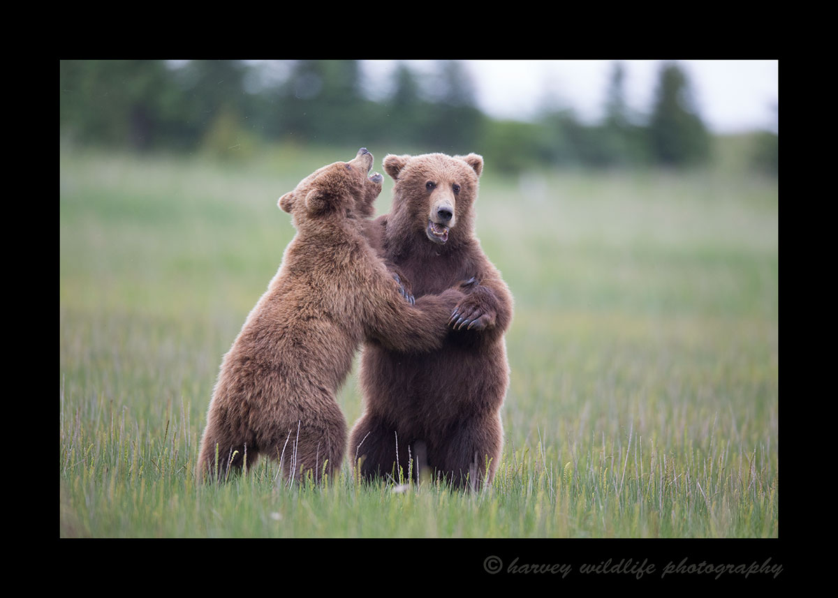 Brown Bears Sparring